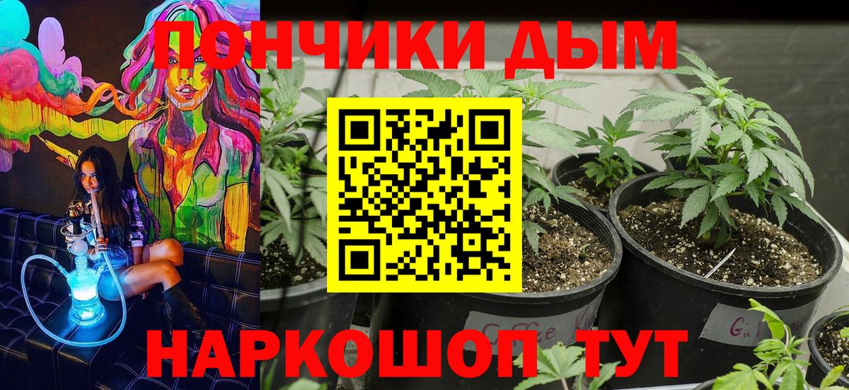 Каннабис планчик Горно-Алтайск